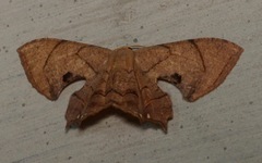 Dysaethria subflavida