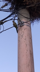 Myiopsitta monachus