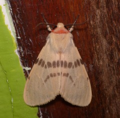 Lemyra bornemontana