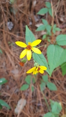 Hymenostephium cordatum