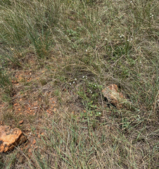 Chascanum hederaceum