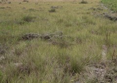 Amelichloa caudata