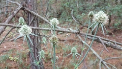 Eryngium mexiae
