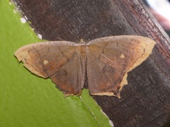 Thinopteryx nebulosa
