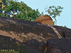 Panthera pardus kotiya