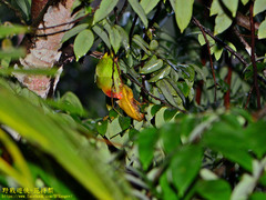 Loriculus beryllinus