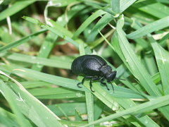 Meloe tuccius