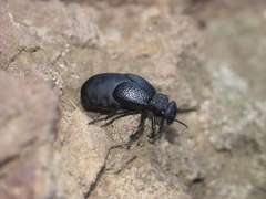 Meloe tuccius