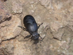 Meloe tuccius
