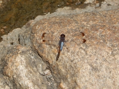 Erythrodiplax atroterminata