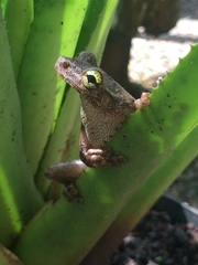 Osteocephalus oophagus