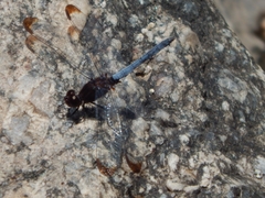 Erythrodiplax atroterminata