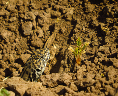 Liolaemus leopardinus