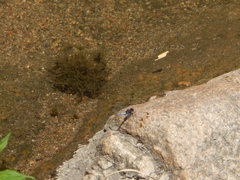 Erythrodiplax atroterminata