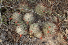 Mammillaria schumannii