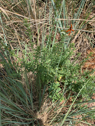 Image of Jamesbrittenia burkeana by (c) Matthew Fainman, some rights reserved (CC BY)