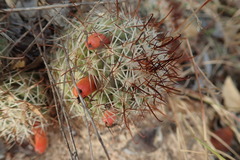 Mammillaria schumannii