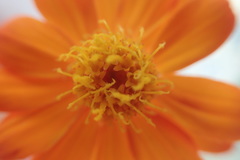 Adenophyllum speciosum