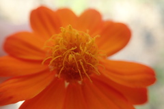 Adenophyllum speciosum