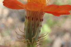 Adenophyllum speciosum