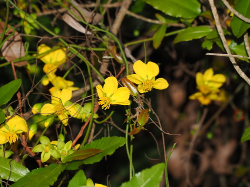 Ochna serrulata