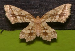 Fritillerinnys clathraria