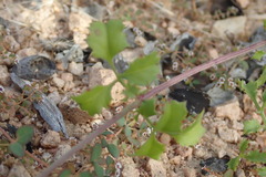 Adenophyllum speciosum