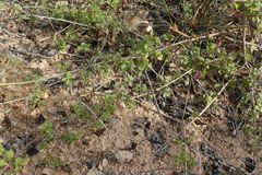 Adenophyllum speciosum