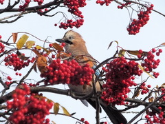 Garrulus glandarius