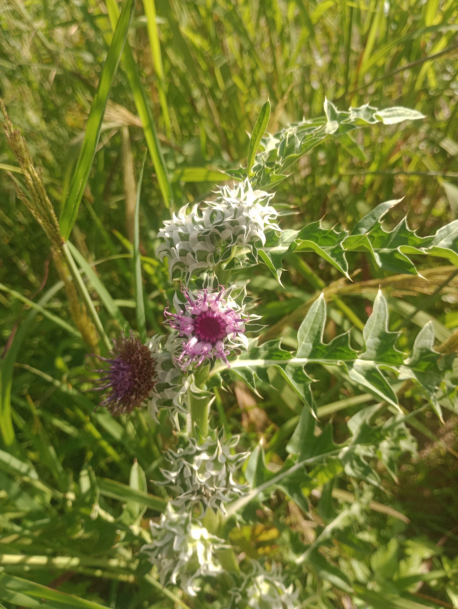 Pacourina edulis