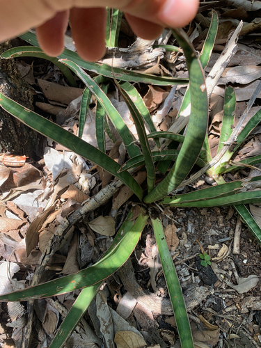 Dracaena aethiopica