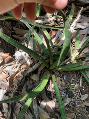 Dracaena aethiopica