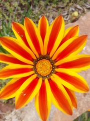 Gazania × splendens