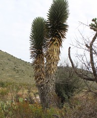 Yucca filifera