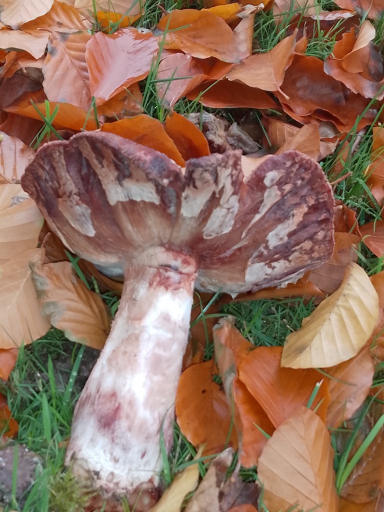 Amanita rubescens