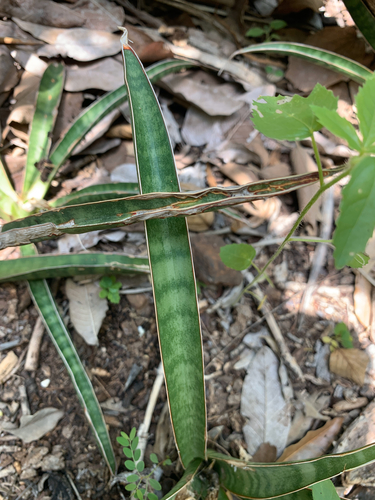Dracaena aethiopica, photograph 1