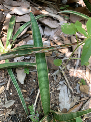 Dracaena aethiopica, photograph Matthew Fainman, CC BY, iNaturalist via GBIF