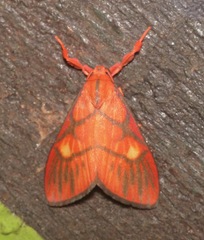 Sarbine flavodiscalis