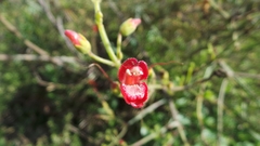 Gambelia juncea
