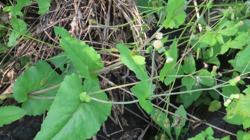 Pale Tasselflower