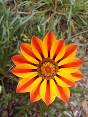 Gazania × splendens