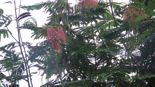 tree calliandra