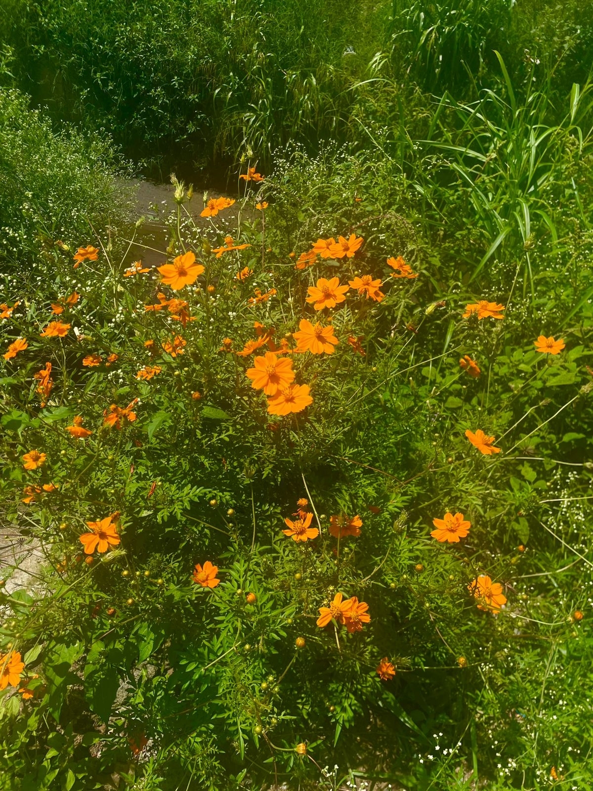 Cosmos sulphureus