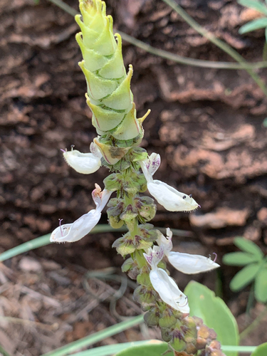 Image of Penther Spurflower (Coleus pentheri) by (c) Matthew Fainman, some rights reserved (CC BY)