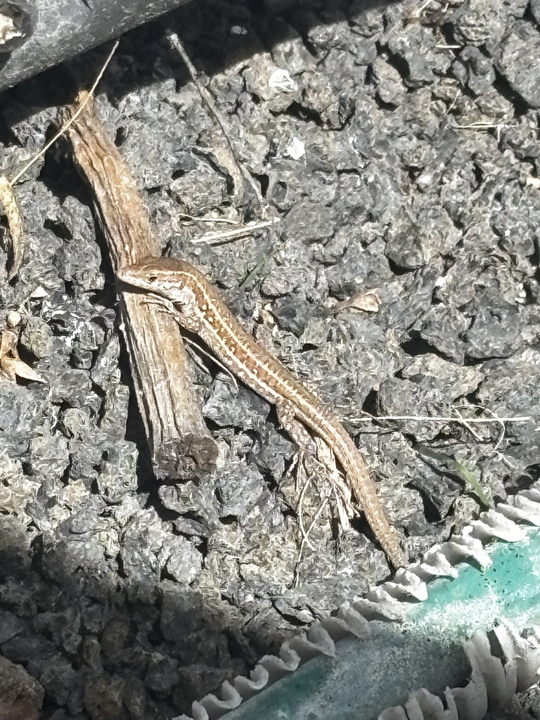 Lanzarote Atlantic lizard from Playa Blanca, Las Palmas, Spain on ...