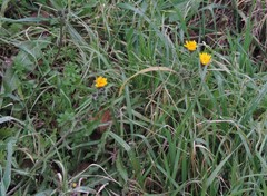 Picris hieracioides hieracioides