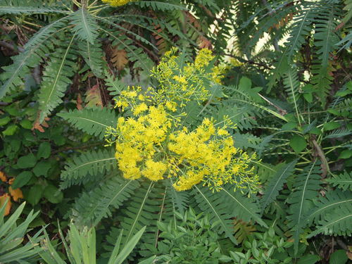 Image of Sonchus palmensis by no rights reserved