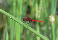 Erythemis mithroides