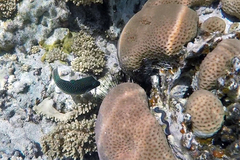 Canthigaster margaritata
