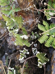 Notholaena candida